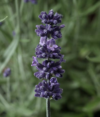 Photo de variété de fleurs à utiliser comme: Pot et Plante à massif Lavandula angustifolia Aromatico Early Blu