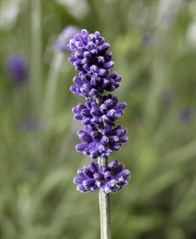 Photo de variété de fleurs à utiliser comme: Pot et Plante à massif Lavandula angustifolia Aromatico Forte