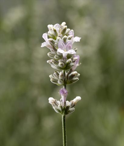 Photo de variété de fleurs à utiliser comme: Pot et Plante à massif Lavandula angustifolia Aromatico Silver