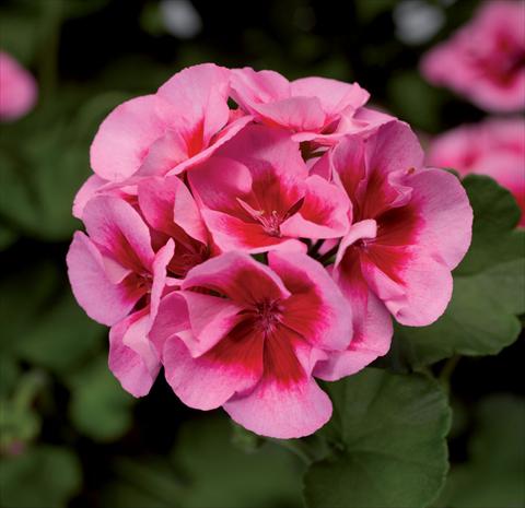 Photo de variété de fleurs à utiliser comme: Pot Pelargonium interspec. Calliope Hot Rose Splash