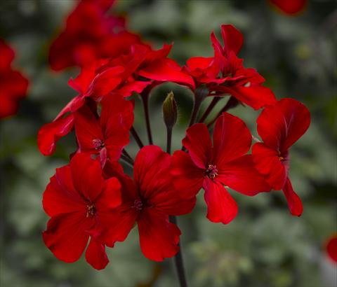 Photo de variété de fleurs à utiliser comme: Pot Pelargonium interspec. Dark Caliente Fire