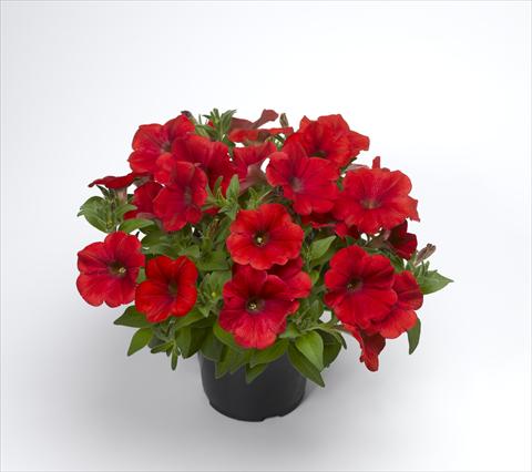 Photo de variété de fleurs à utiliser comme: Pot et Plante à massif Petunia hybrida Sanguna Patio Red