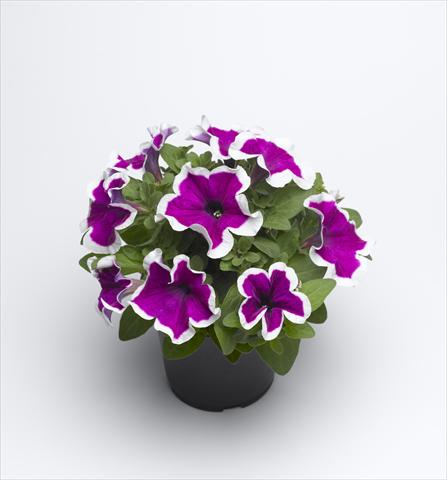 Photo de variété de fleurs à utiliser comme: Pot et Plante à massif Petunia hybrida Sanguna Purple Picotee