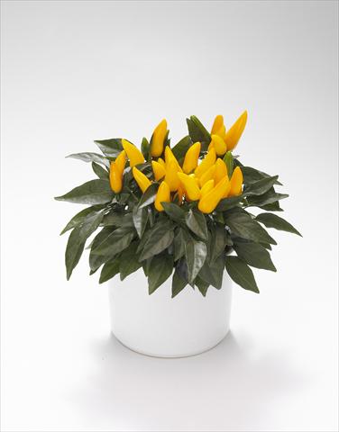 Photo de variété de fleurs à utiliser comme: Suspension / pot Capsicum annuum Favorit Yellow