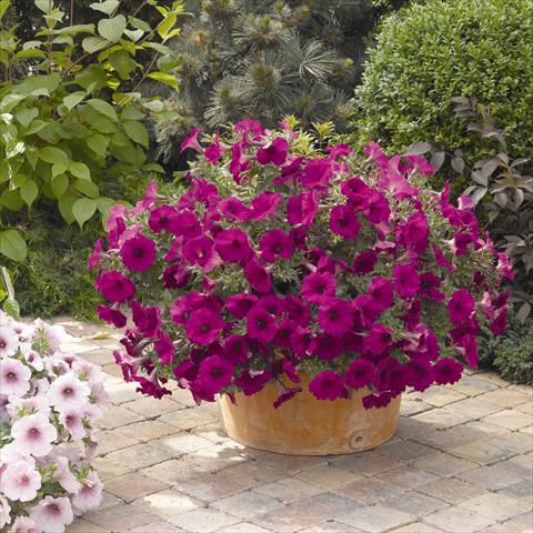Photo de variété de fleurs à utiliser comme: Pot et Plante à massif Petunia hybrida Sanguna Purple