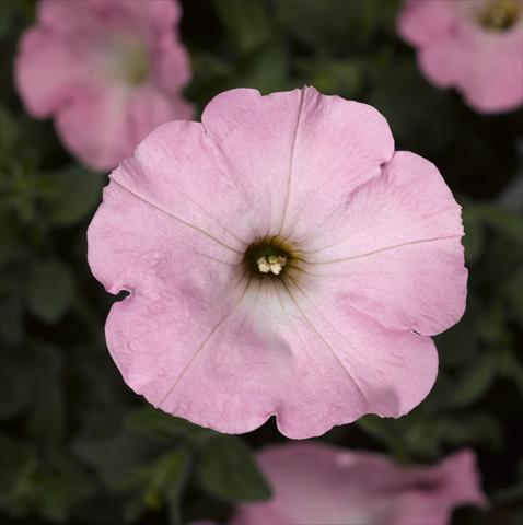 Photo de variété de fleurs à utiliser comme: Pot et Plante à massif Petunia hybrida Sanguna Sweet Pink