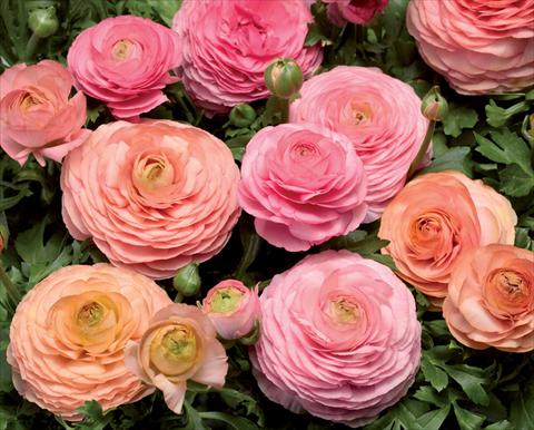 Photo de variété de fleurs à utiliser comme: Pot Ranunculus asiaticus Magic Pink Peach