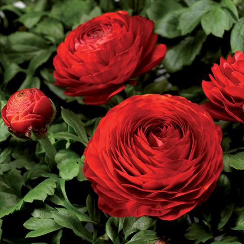 Photo de variété de fleurs à utiliser comme: Pot Ranunculus asiaticus Magic Red Improved