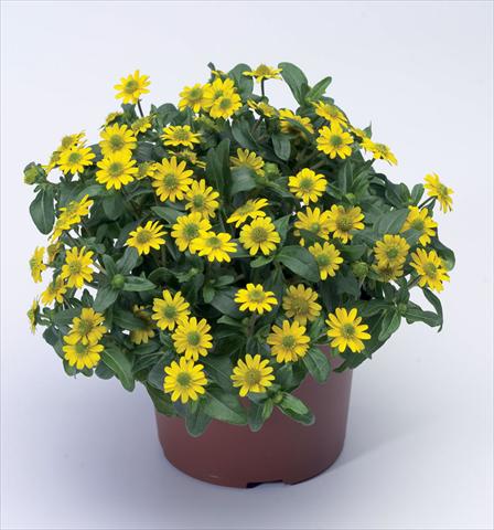 Photo de variété de fleurs à utiliser comme: Pot Sanvitalia procumbens Sundance Compact Improved