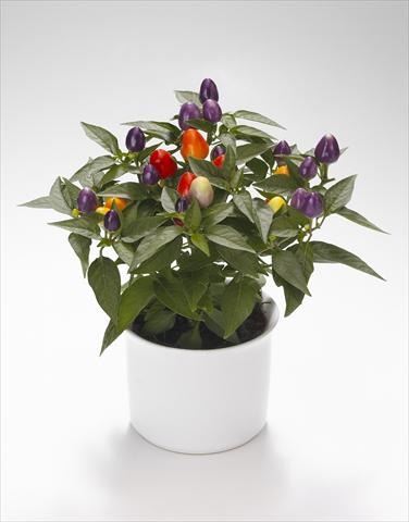Photo de variété de fleurs à utiliser comme: Suspension / pot Capsicum annuum Festival Bicolor