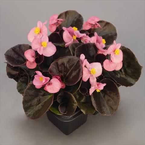 Photo de variété de fleurs à utiliser comme: Pot et Plante à massif Begonia semperflorens Serie Nightlife F1