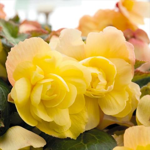 Photo de variété de fleurs à utiliser comme: Pot et Plante à massif Begonia tuberhybrida Illumination® Lemon F1