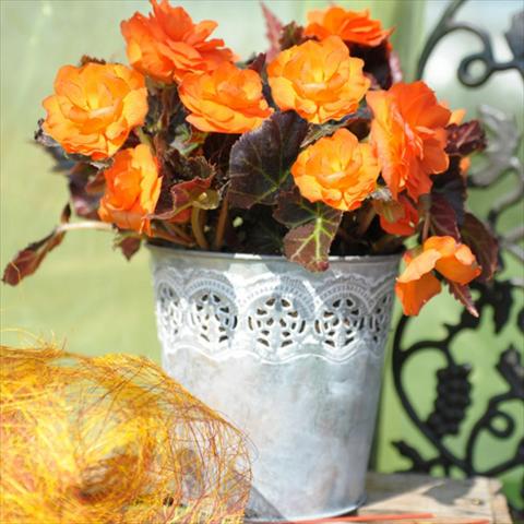Photo de variété de fleurs à utiliser comme: Pot Begonia tuberhybrida Nonstop® Serie Mocca Bright Orange F1