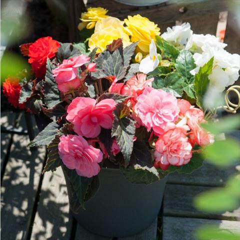 Photo de variété de fleurs à utiliser comme: Pot Begonia tuberhybrida Nonstop® Serie Mocca Mix F1