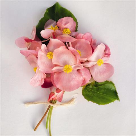 Photo de variété de fleurs à utiliser comme: Pot et Plante à massif Begonia x benariensis BIG® Pink Green Leaf  F1