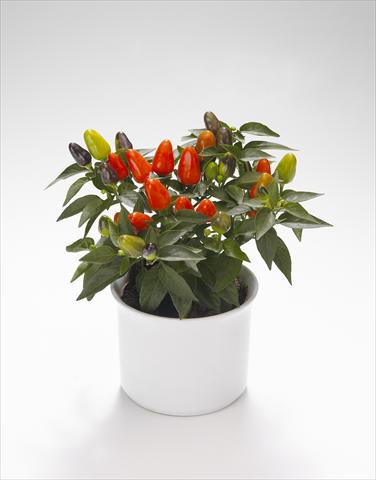 Photo de variété de fleurs à utiliser comme: Suspension / pot Capsicum annuum Festival Orange