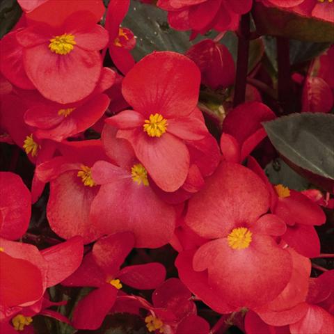 Photo de variété de fleurs à utiliser comme: Pot et Plante à massif Begonia x benariensis BIG® Red Bronze Leaf F1