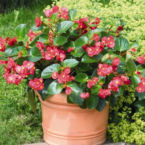 Photo de variété de fleurs à utiliser comme: Pot et Plante à massif Begonia x benariensis BIG® Red Green Leaf F1