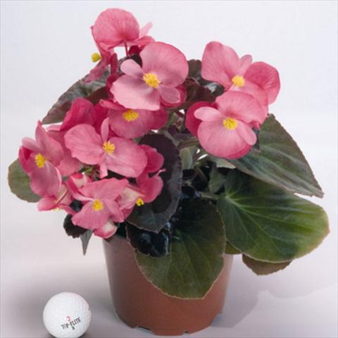 Photo de variété de fleurs à utiliser comme: Pot et Plante à massif Begonia x benariensis BIG® Rose Bronze Leaf F1