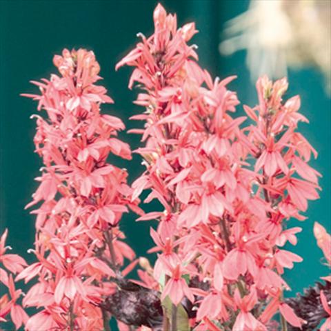 Photo de variété de fleurs à utiliser comme: Plante à massif/ plante de bordure Lobelia speciosa Fan® Salmon