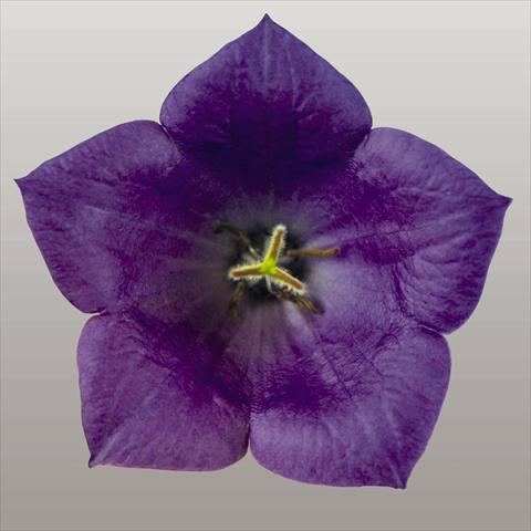 Photo de variété de fleurs à utiliser comme: Plante à massif/ plante de bordure Campanula carpatica Pearl Deep Blue F1