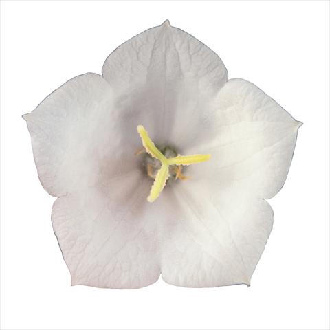 Photo de variété de fleurs à utiliser comme: Plante à massif/ plante de bordure Campanula carpatica Pearl White Pearl F1