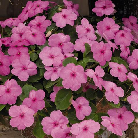 Photo de variété de fleurs à utiliser comme: Plante à massif/ plante de bordure Impatiens walleriana Lollipop™ Bubblegum Pink F1