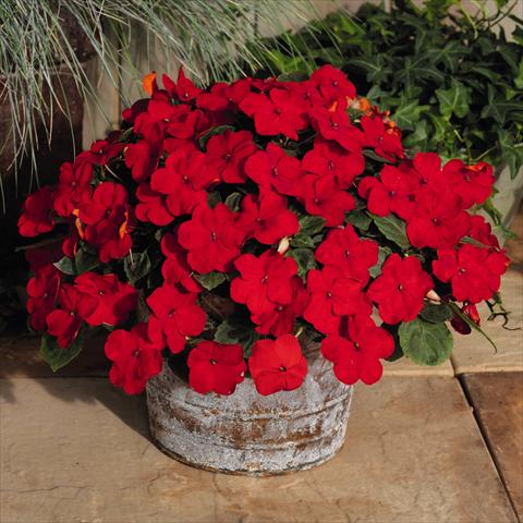 Photo de variété de fleurs à utiliser comme: Pot et Plante à massif Impatiens walleriana Lollipop™ Cherry Red F1