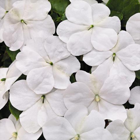 Photo de variété de fleurs à utiliser comme: Pot et Plante à massif Impatiens walleriana Lollipop™ Coconut White F1