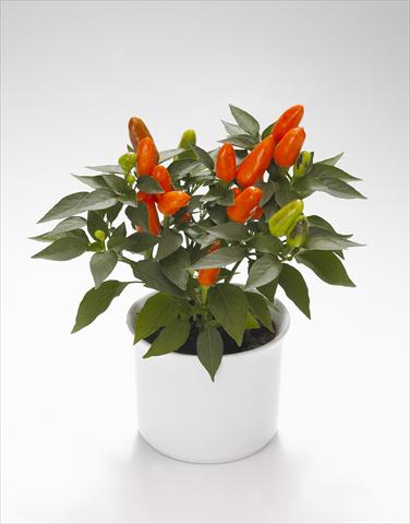 Photo de variété de fleurs à utiliser comme: Suspension / pot Capsicum annuum Karneval Deep Orange