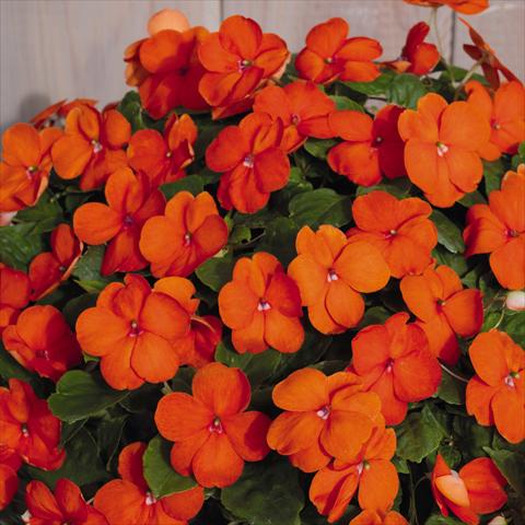 Photo de variété de fleurs à utiliser comme: Pot et Plante à massif Impatiens walleriana Lollipop™ Orange F1