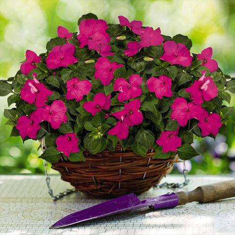 Photo de variété de fleurs à utiliser comme: Pot et Plante à massif Impatiens walleriana Lollipop™ Pomegranate Carmine F1