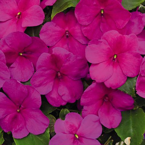 Photo de variété de fleurs à utiliser comme: Pot et Plante à massif Impatiens walleriana Lollipop™ Raspberry Violet F1