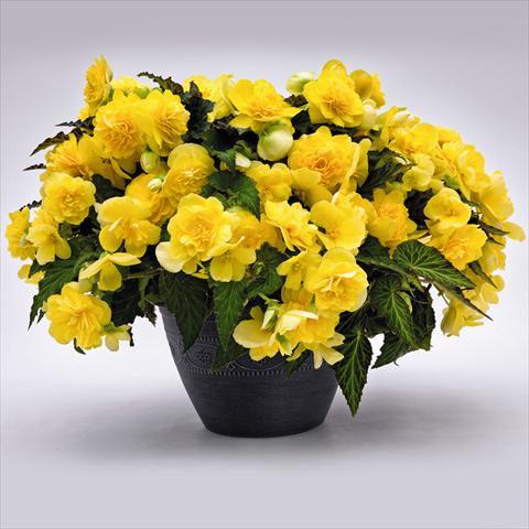 Photo de variété de fleurs à utiliser comme: Pot et Plante à massif Begonia tuberhybrida Nonstop® JOY Yellow F1