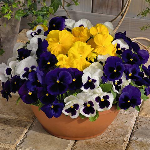 Photo de variété de fleurs à utiliser comme: Pot et Plante à massif Viola wittrockiana Inspire® DeluXXe F1 Blueberry Mix
