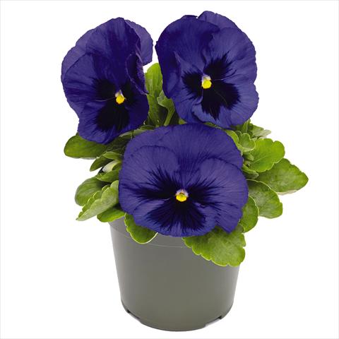Photo de variété de fleurs à utiliser comme: Pot et Plante à massif Viola wittrockiana Inspire® DeluXXe F1 Deep-Blue-Blotch