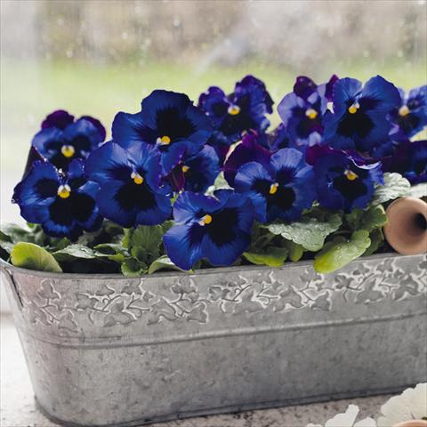Photo de variété de fleurs à utiliser comme: Pot et Plante à massif Viola wittrockiana Inspire® F1 DeluXXe Denim