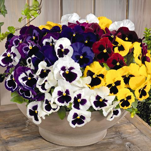 Photo de variété de fleurs à utiliser comme: Pot et Plante à massif Viola wittrockiana Inspire® F1 DeluXXe Maxi Mix