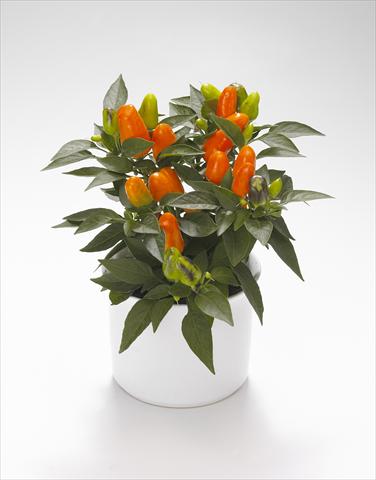 Photo de variété de fleurs à utiliser comme: Suspension / pot Capsicum annuum Karneval Orange
