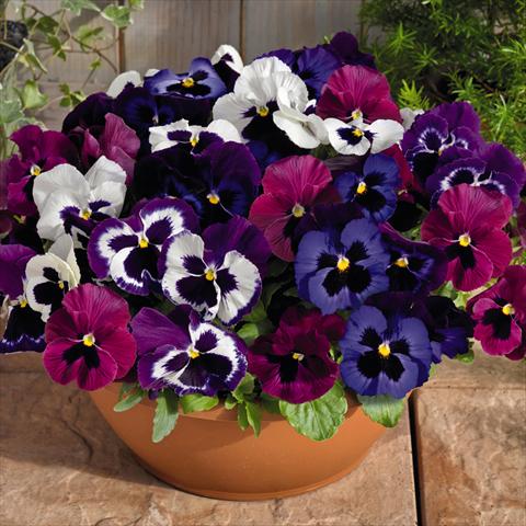 Photo de variété de fleurs à utiliser comme: Pot et Plante à massif Viola wittrockiana Inspire® F1 DeluXXe Mulberry Mix