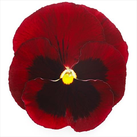 Photo de variété de fleurs à utiliser comme: Pot et Plante à massif Viola wittrockiana Inspire® F1 DeluXXe Red Blotch