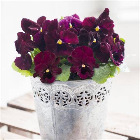 Photo de variété de fleurs à utiliser comme: Pot et Plante à massif Viola wittrockiana Inspire® F1 DeluXXe Rose Blotch