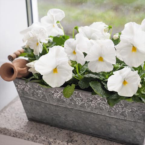 Photo de variété de fleurs à utiliser comme: Pot et Plante à massif Viola wittrockiana Inspire® F1 DeluXXe White