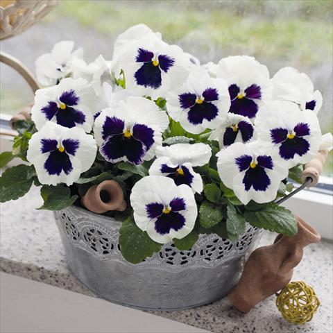 Photo de variété de fleurs à utiliser comme: Pot et Plante à massif Viola wittrockiana Inspire® F1 DeluXXe White Blotch