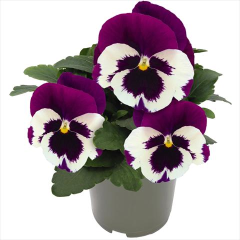 Photo de variété de fleurs à utiliser comme: Pot et Plante à massif Viola wittrockiana Inspire® F1 DeluXXe White Violet Wing
