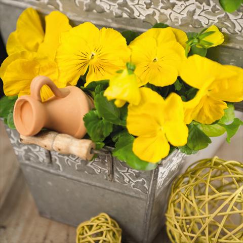 Photo de variété de fleurs à utiliser comme: Pot et Plante à massif Viola wittrockiana Inspire® F1 DeluXXe Yellow