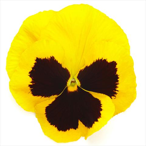 Photo de variété de fleurs à utiliser comme: Pot et Plante à massif Viola wittrockiana Inspire® F1 DeluXXe Yellow Blotch