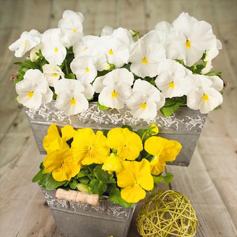 Photo de variété de fleurs à utiliser comme: Pot et Plante à massif Viola wittrockiana Inspire® F1 DeluXXe Yellow & White