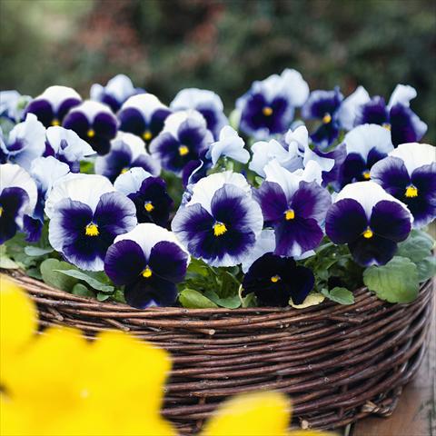 Photo de variété de fleurs à utiliser comme: Pot et Plante à massif Viola wittrockiana Inspire® F1 PLUS Beaconsfield