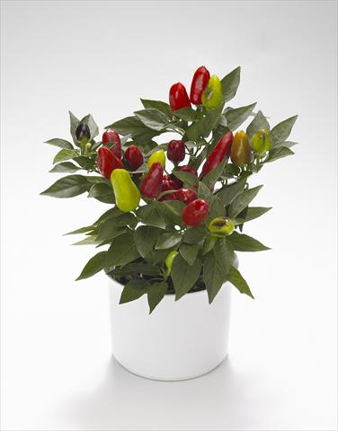 Photo de variété de fleurs à utiliser comme: Suspension / pot Capsicum annuum Karneval Red